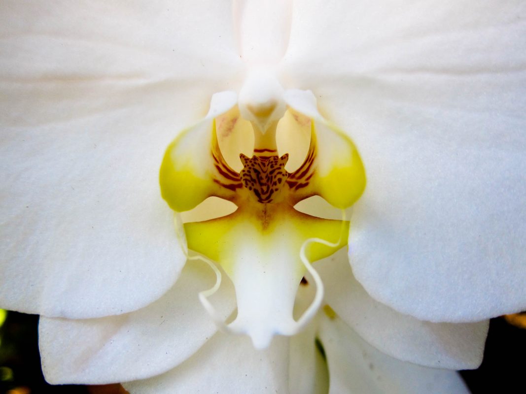 Orchid at Balboa Park Botanical Garden