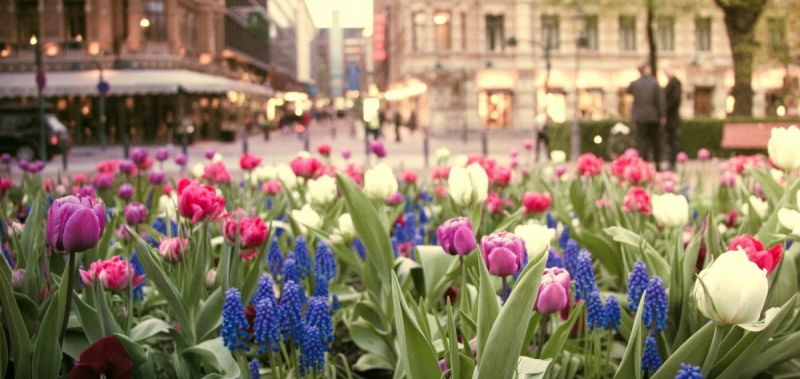 Tulips in the park, Helsinki