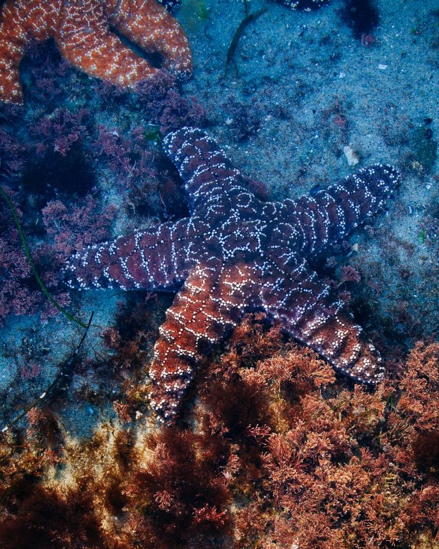 Tidepool Sea Star