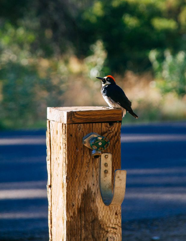 Bird at Cuyamaca