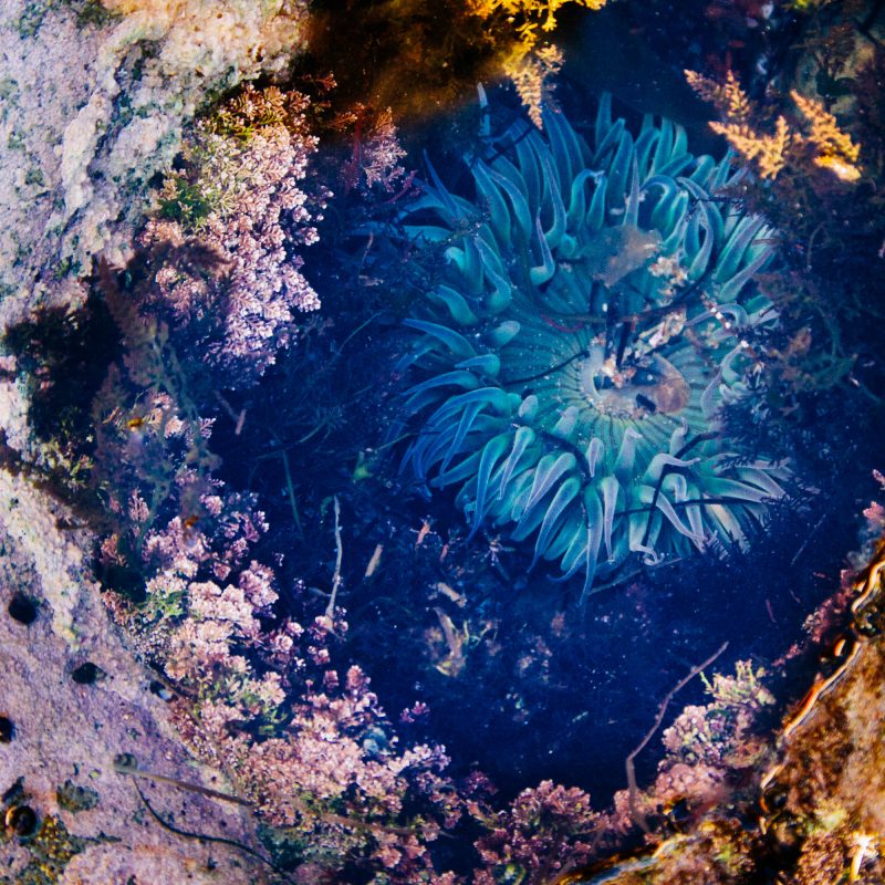 Windansea Anemone