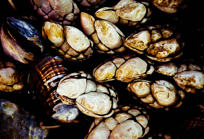 Claw shaped clams