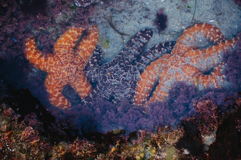 Tidepool Sea Star