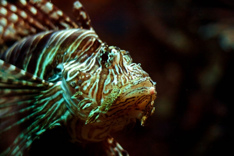 Birch Aquarium Lionfish