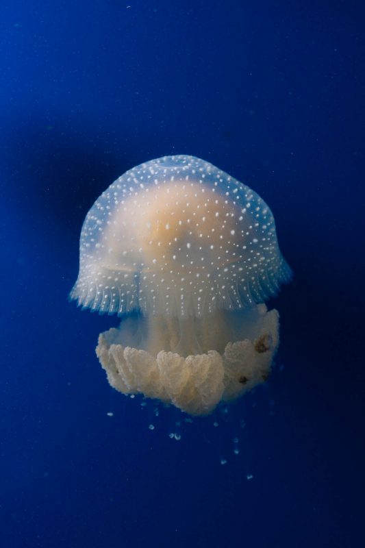 Australian Spotted Jellyfish