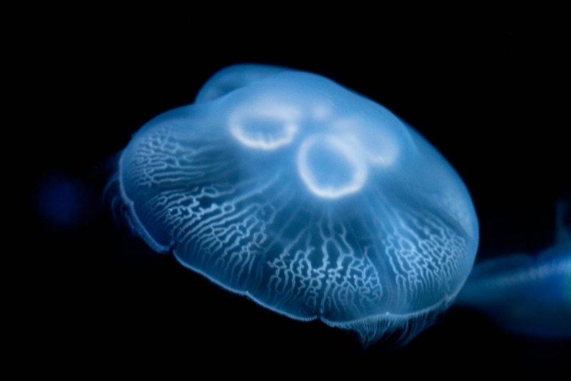 Birch Aquarium moon jelly