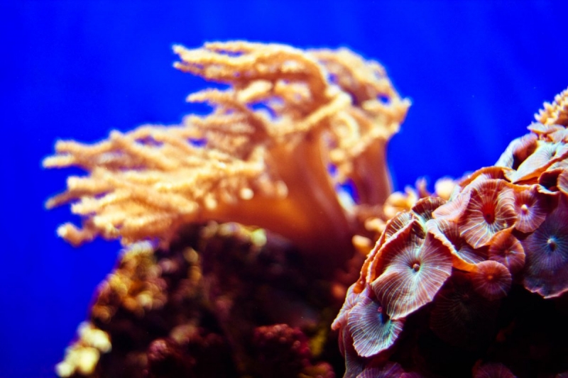 Photography at Birch Aquarium