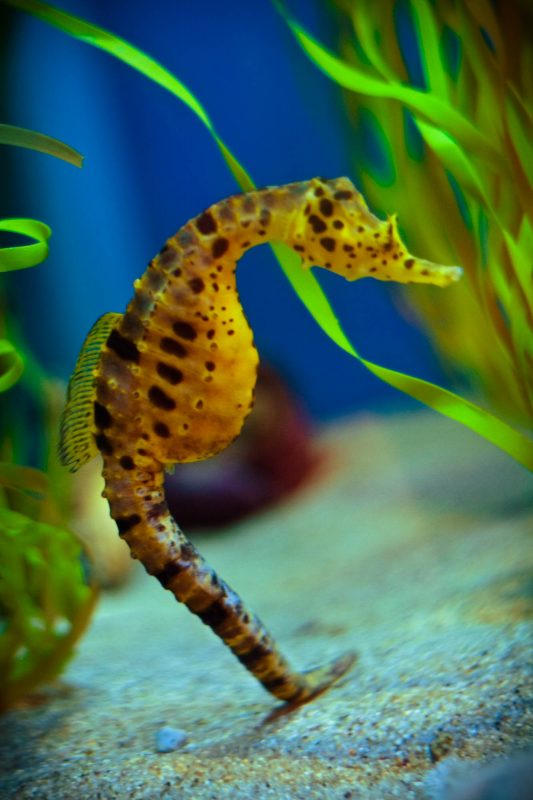 Seahorse