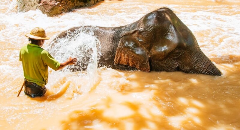 Mahout Bathing Elephant