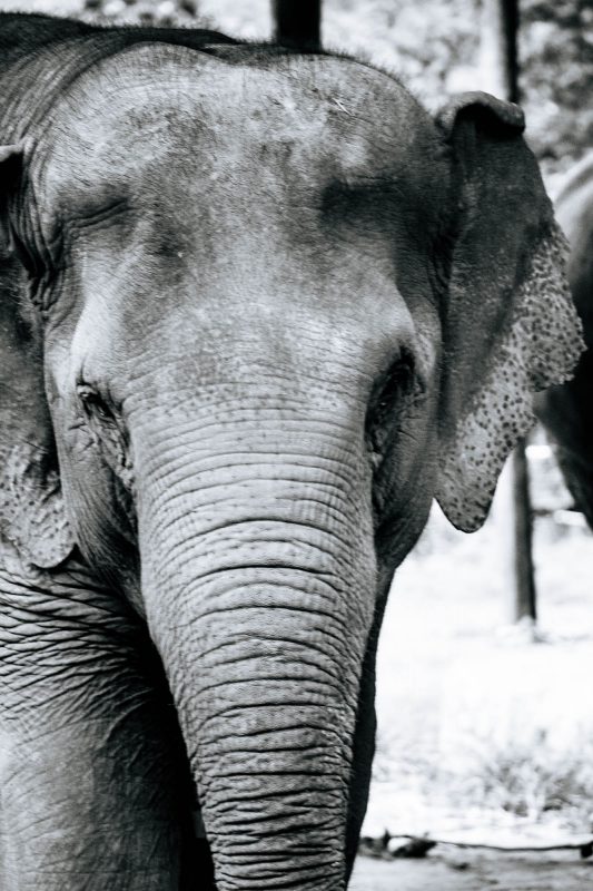 elephant-black-and-white