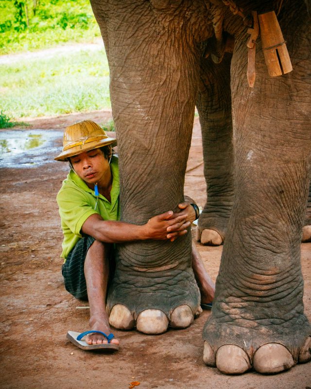 Myanmar Elephant and Mahout