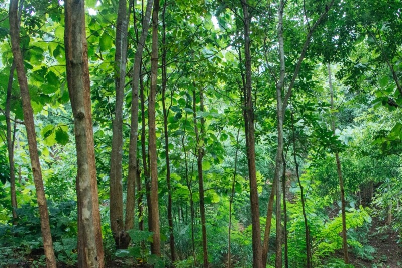 Myanmar Forest