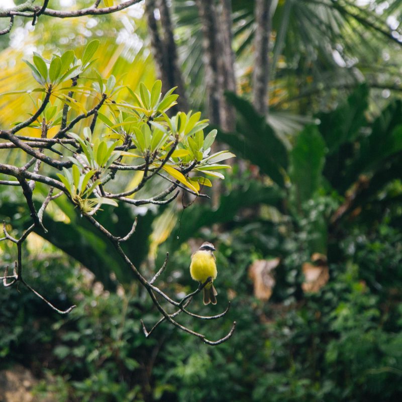 Bird in Tulum Gran Cenote 