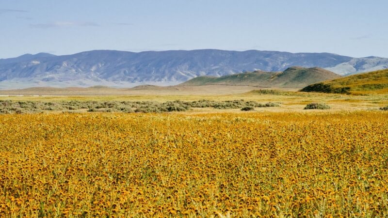 Carrizo Plain Superbloom