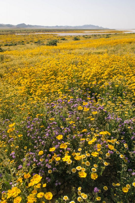 Carrizzo Plain wildflower superbloom