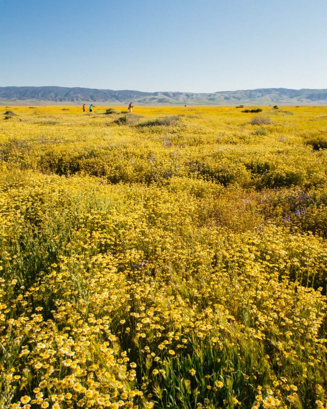 Carrizo Plain Wildflowers