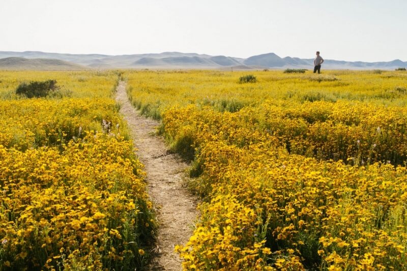 Wildflower Superbloom Central Coast California