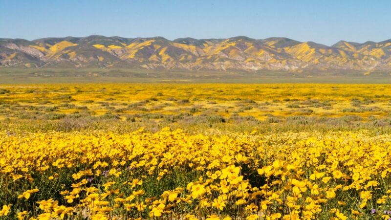 Carrizo Plain Superbloom photography guide