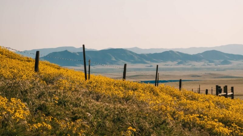 Wildflowers at Temblor Range near San Luis Obispo