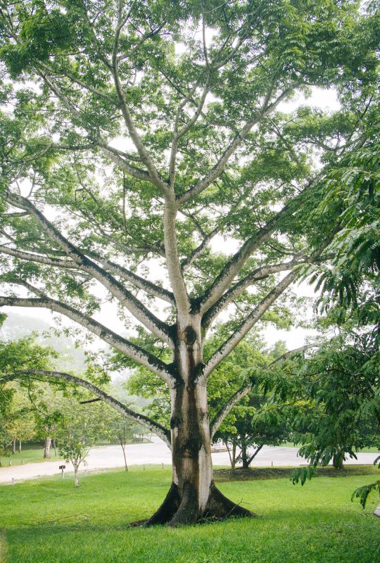 Ceiba Tree at Tikal National Park
