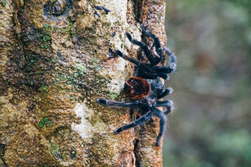 Tarantula at Tikal National Park, Guatemala