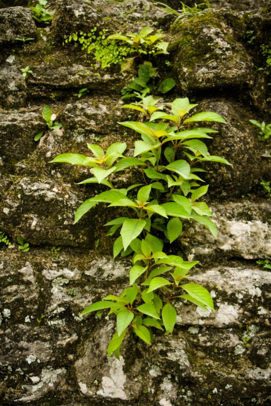 Photography guide to tikal national park