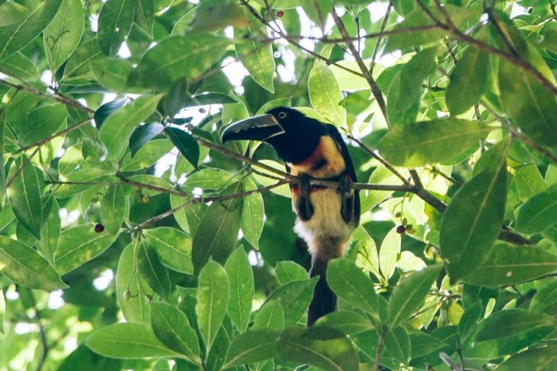 Toucan at Tikal