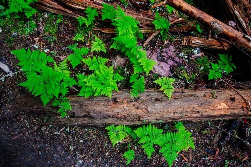 Green leaves and log at Glacier National Park