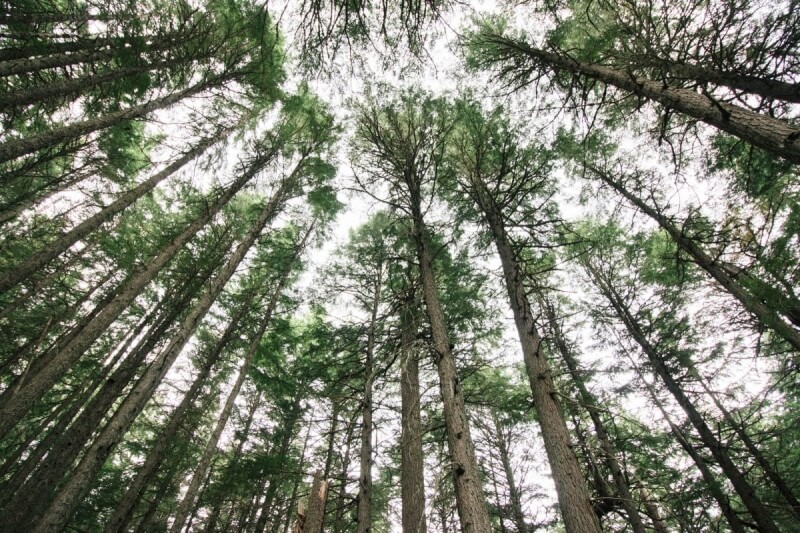 Forest trees looking up