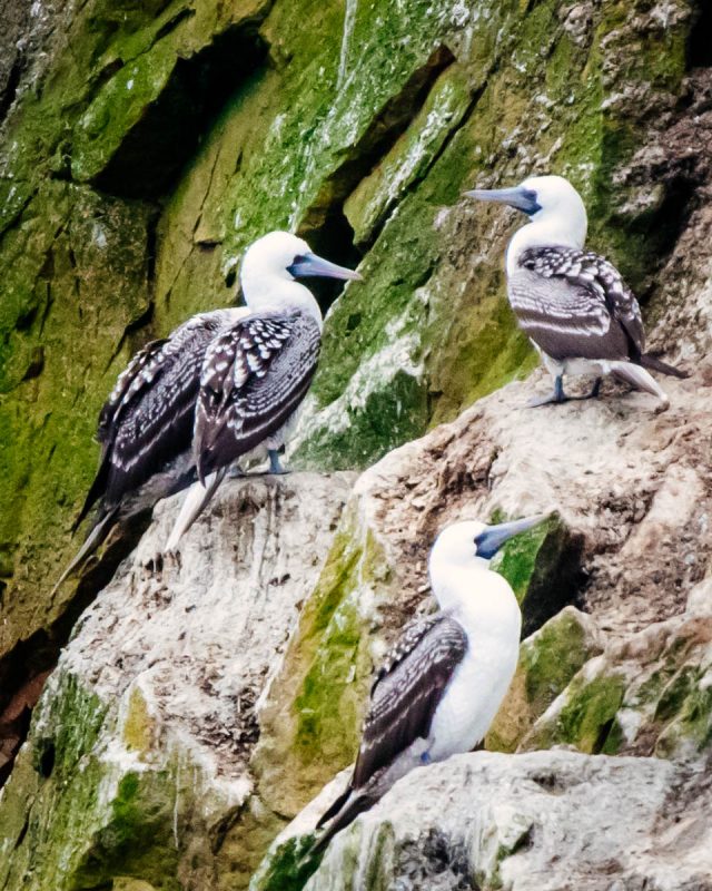 Peruvian Booby