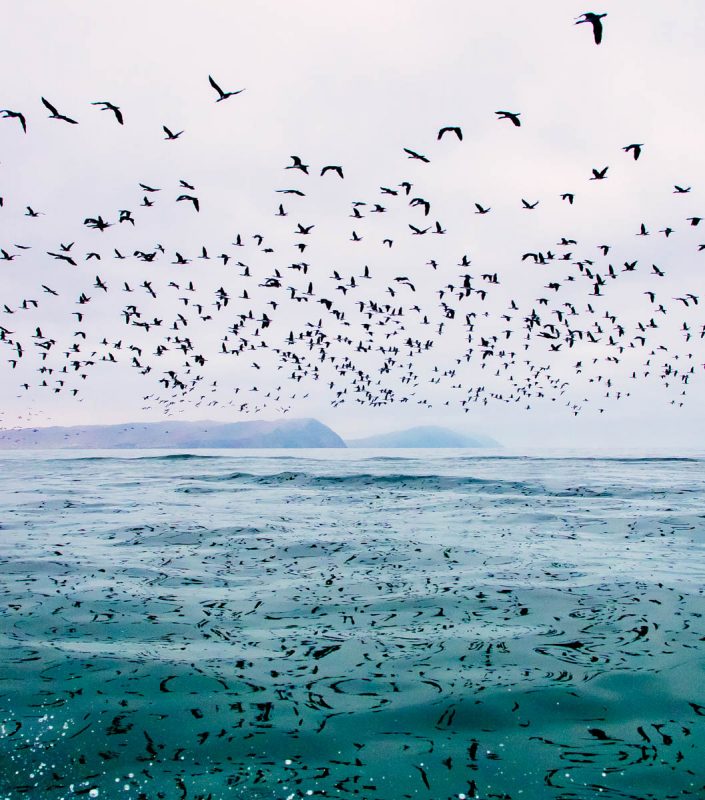 360 degree birds of Ballestas