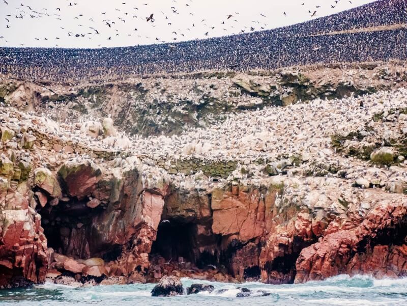 Birds at Ballestas Islands