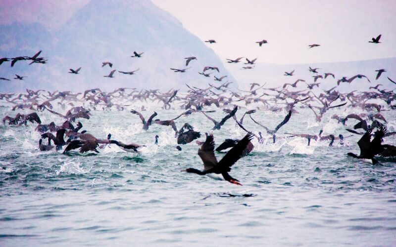 Ballestas Islands - Worth it for shots like these.