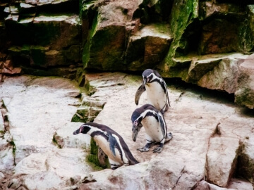 Humboldt Penguins at Ballestas Islands