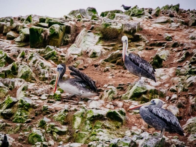 Ballestas Islands Photo Guide