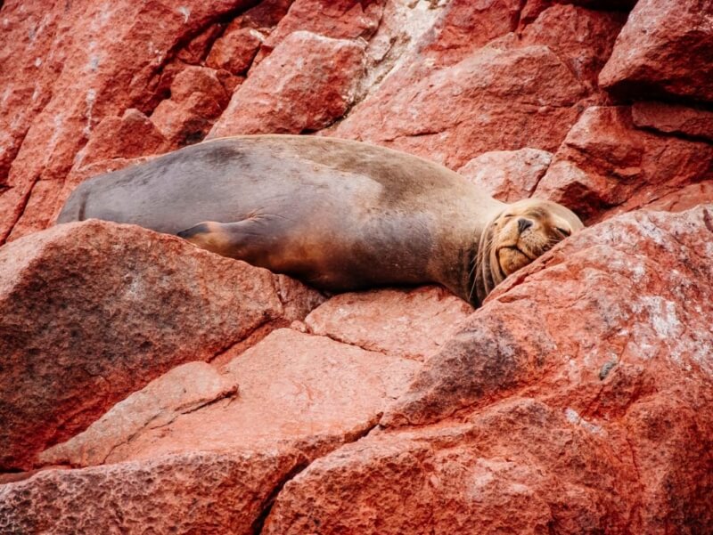 Sealion at Ballestas Islands