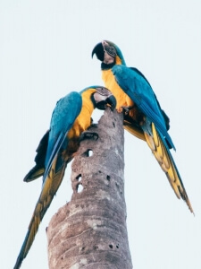 Blue gold Macaw in Tambopata Reserve