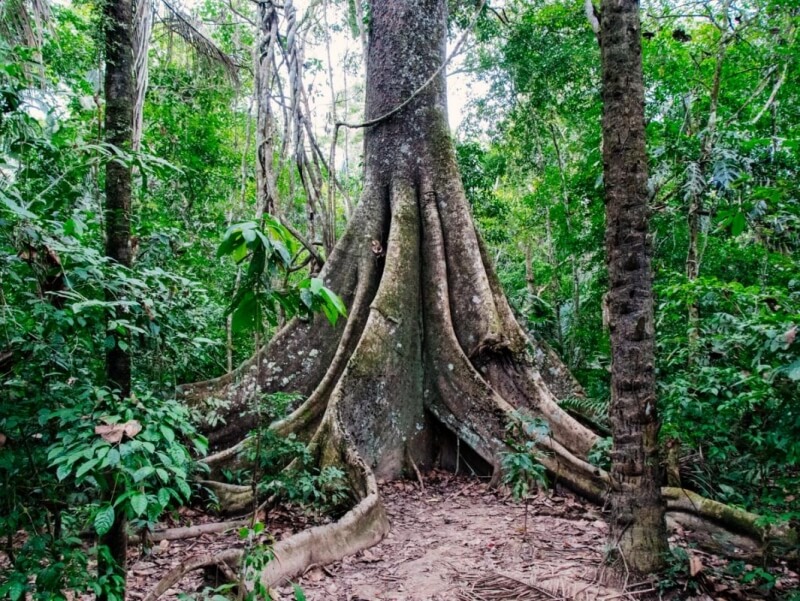 GIant Tree in Puerto Maldonado