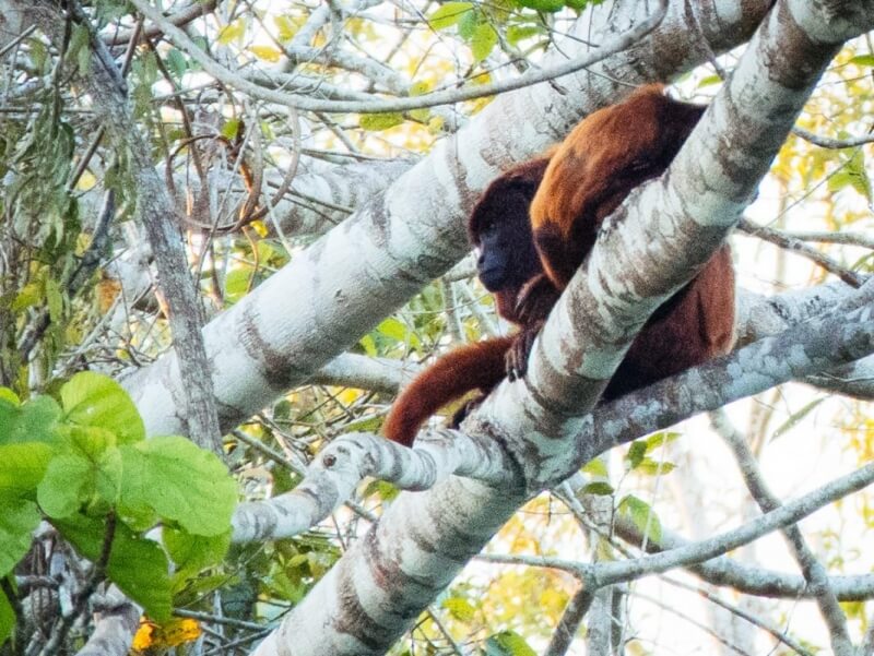 Red Howler Monkey in Amazon Rainforest