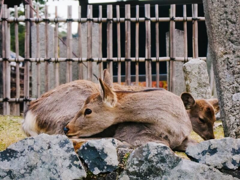 Nara deer