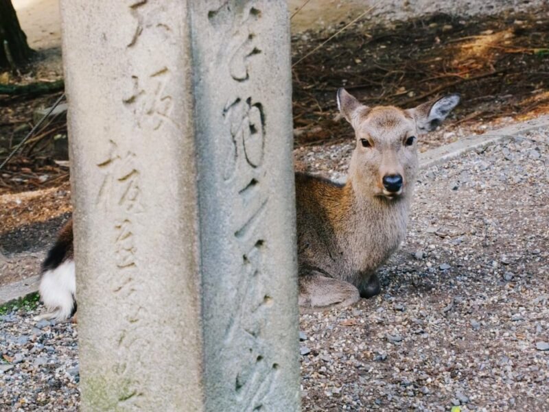 Nara Deer Park