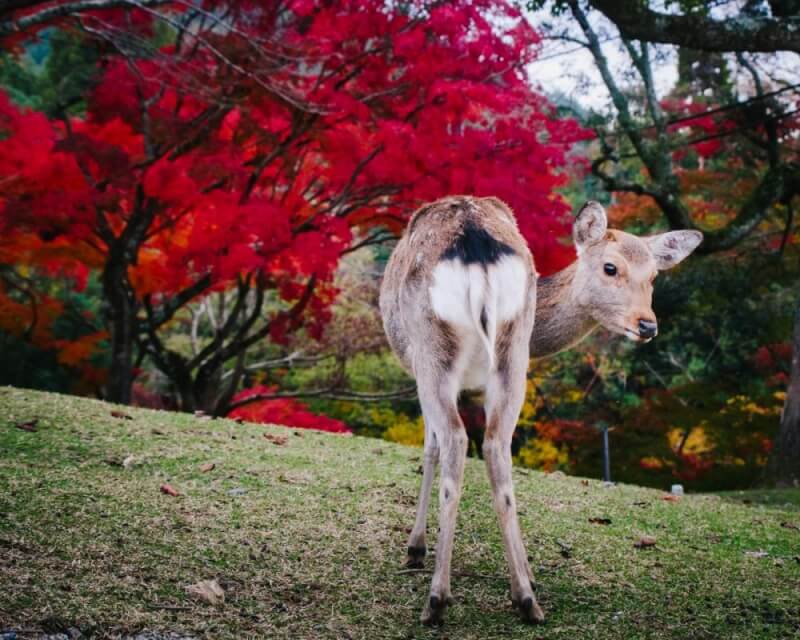 Nara Park Deer in Fall