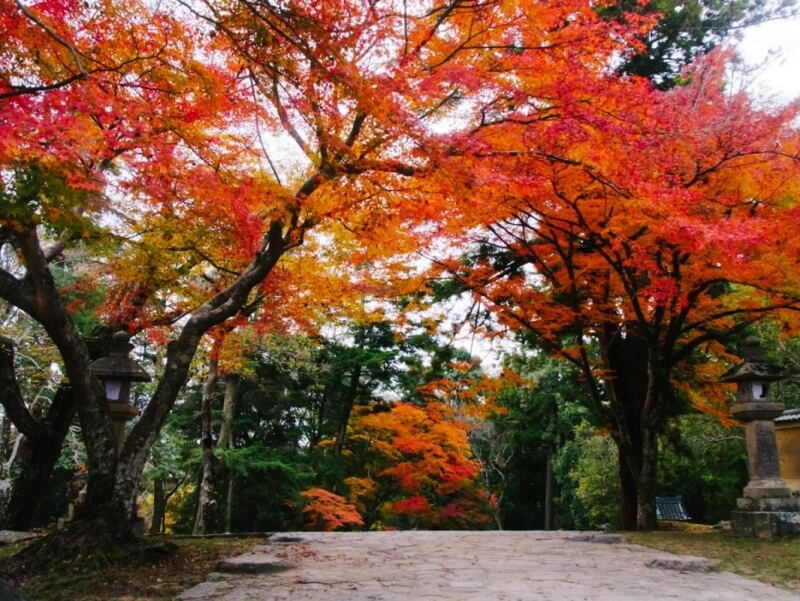 Nara Park Fall Color