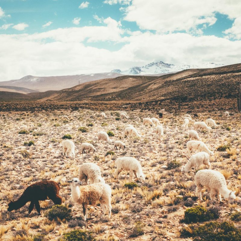 Colca Canyon 2 day tour