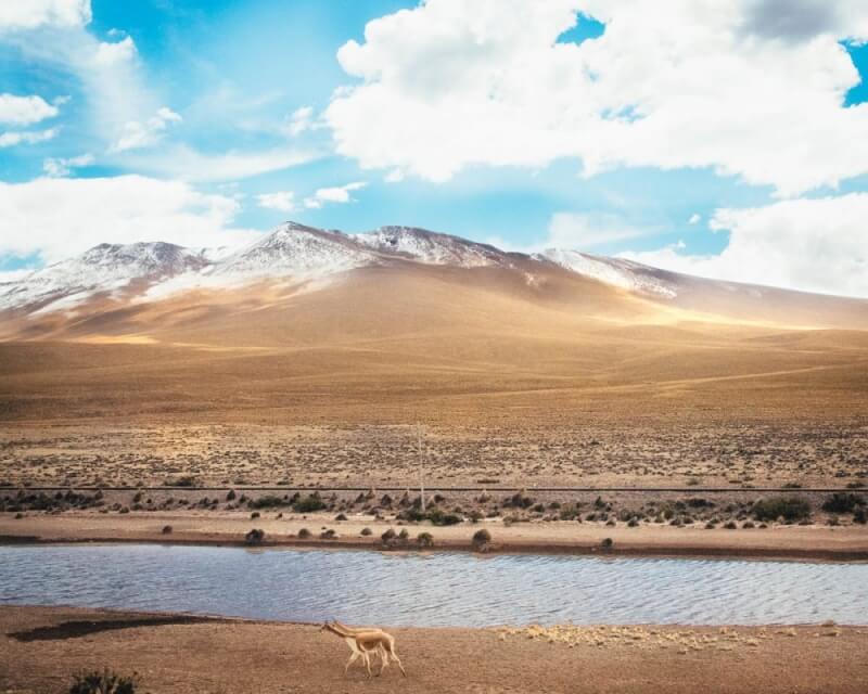 Vicunas in Peru