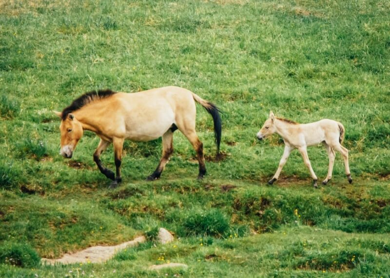 Hustai National Park Takhi