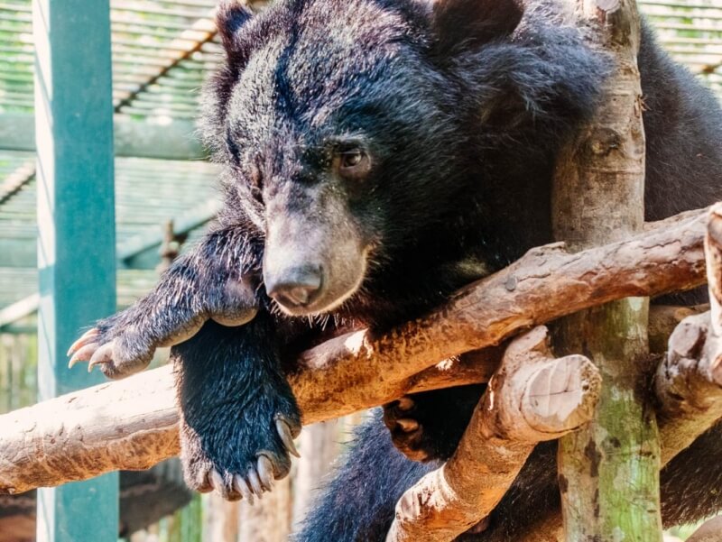 Tat Kuang Si Bear Rescue Center