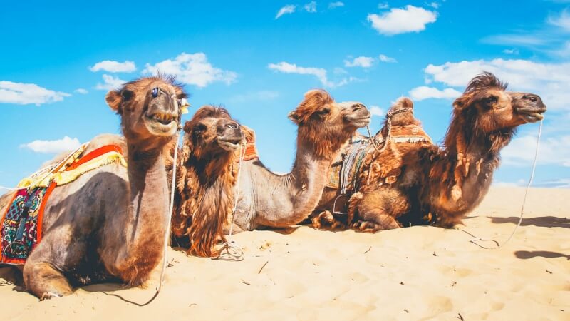 Camels in Elsen Tasarkhai