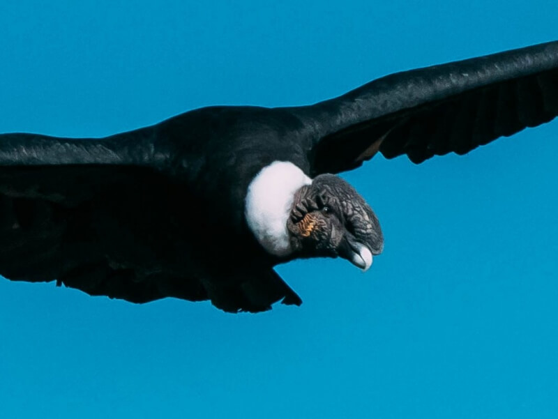 Closeup Andean Condor
