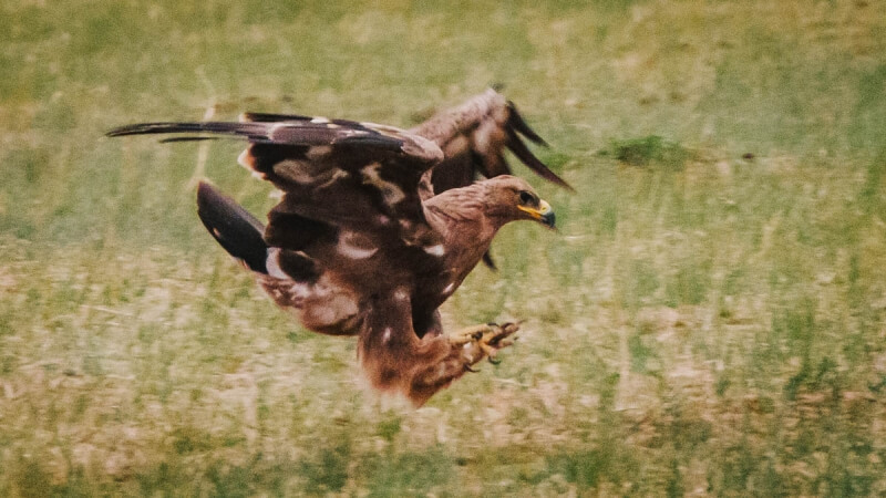 Golden Eagle Hunting